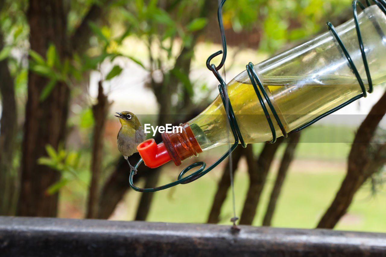 Chirping cape white-eye bird in garden zosterops pallidus