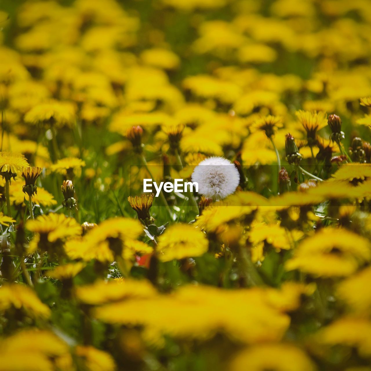 Close-up of yellow flowering plants