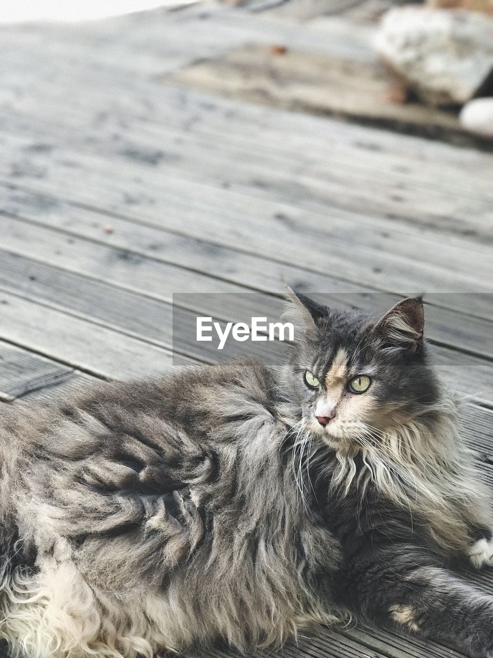 PORTRAIT OF CAT SITTING ON FLOOR