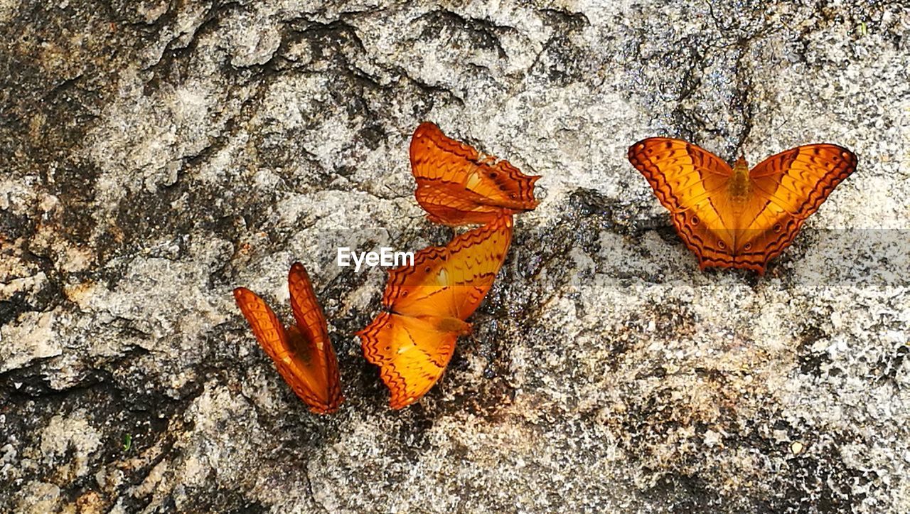 CLOSE-UP OF ORANGE AUTUMN LEAVES