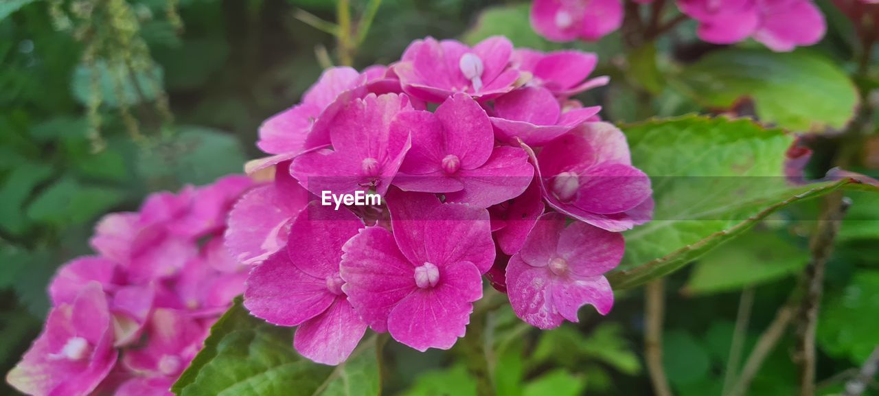 plant, flower, flowering plant, pink, beauty in nature, freshness, close-up, nature, petal, inflorescence, plant part, leaf, growth, flower head, fragility, no people, magenta, springtime, outdoors, focus on foreground, day, blossom, purple, botany