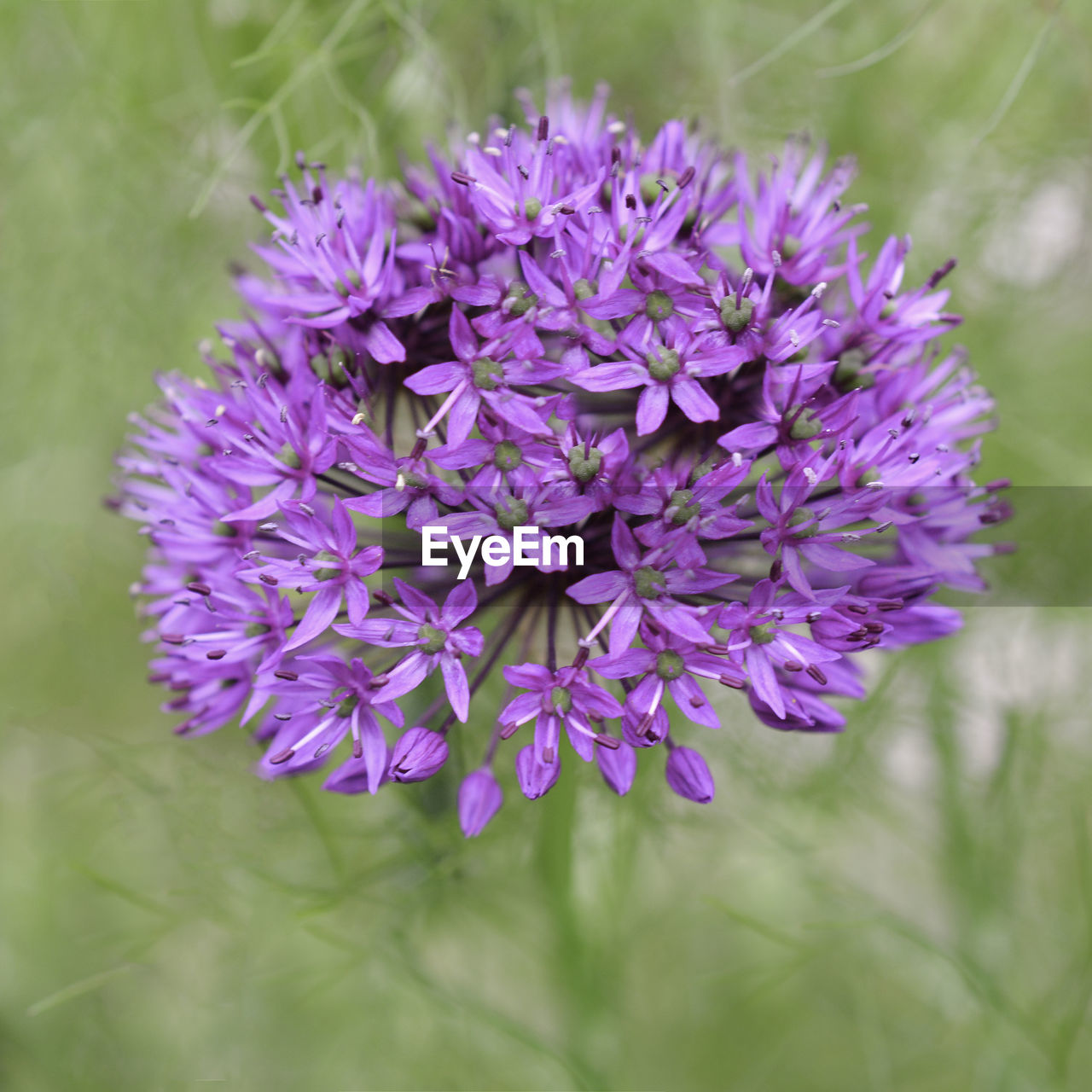 Close-up of purple flowers growing on plant