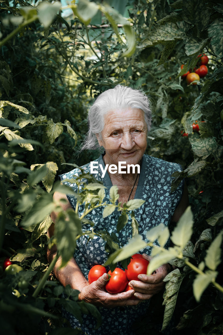 Portrait of senior woman holding tomatoes while standing amidst plants