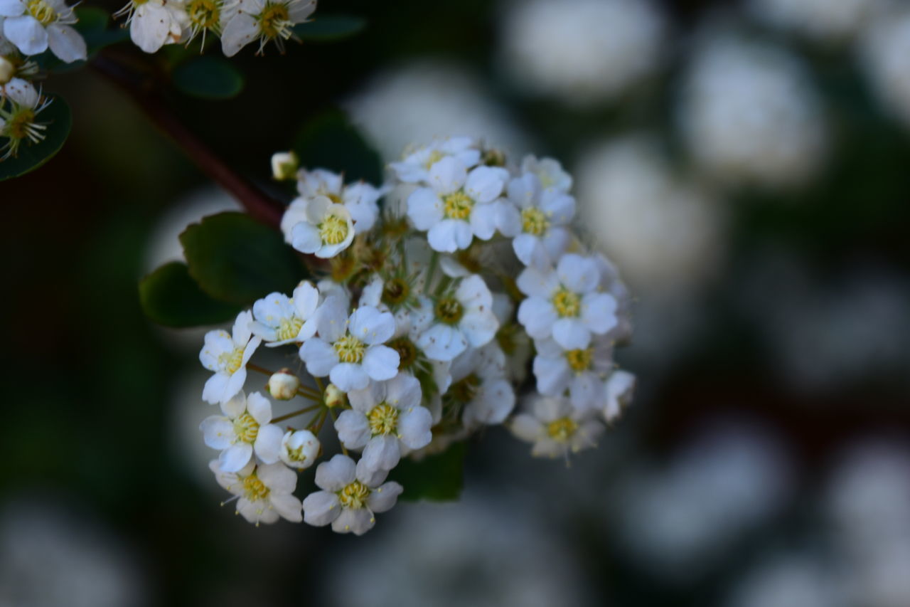 CLOSE-UP OF WHITE FLOWER