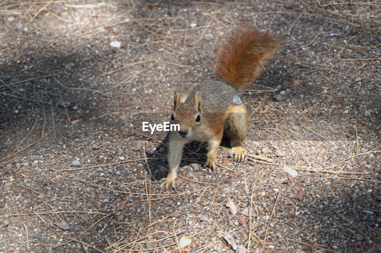 High angle view of squirrel on field
