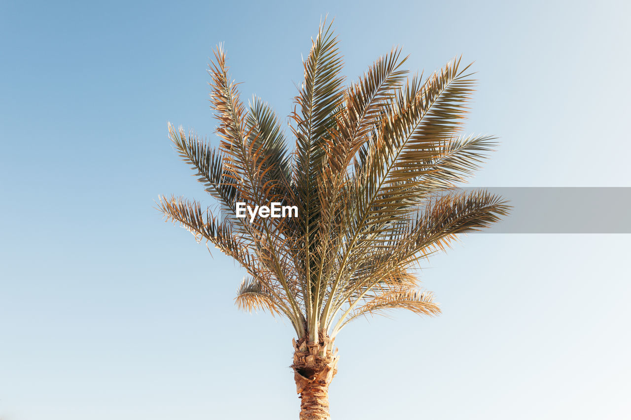 low angle view of palm tree against sky