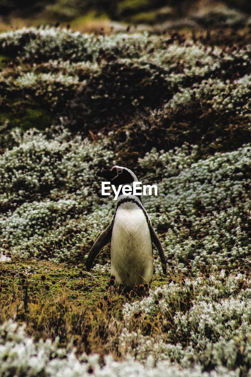 Penguin standing on field