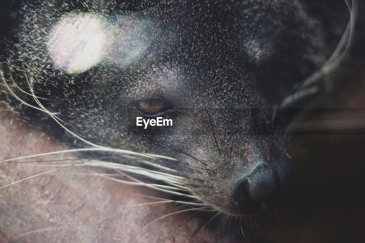 CLOSE-UP OF CAT