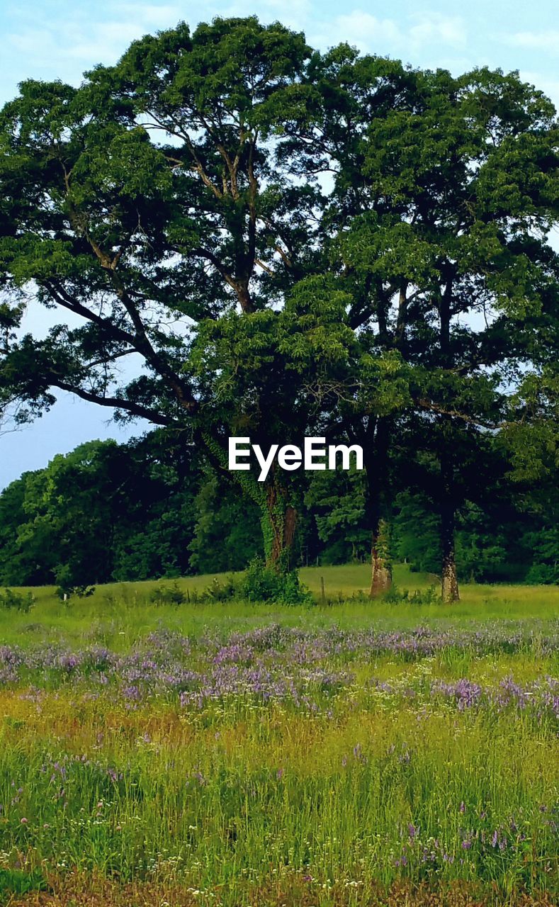 Trees growing on grassy field