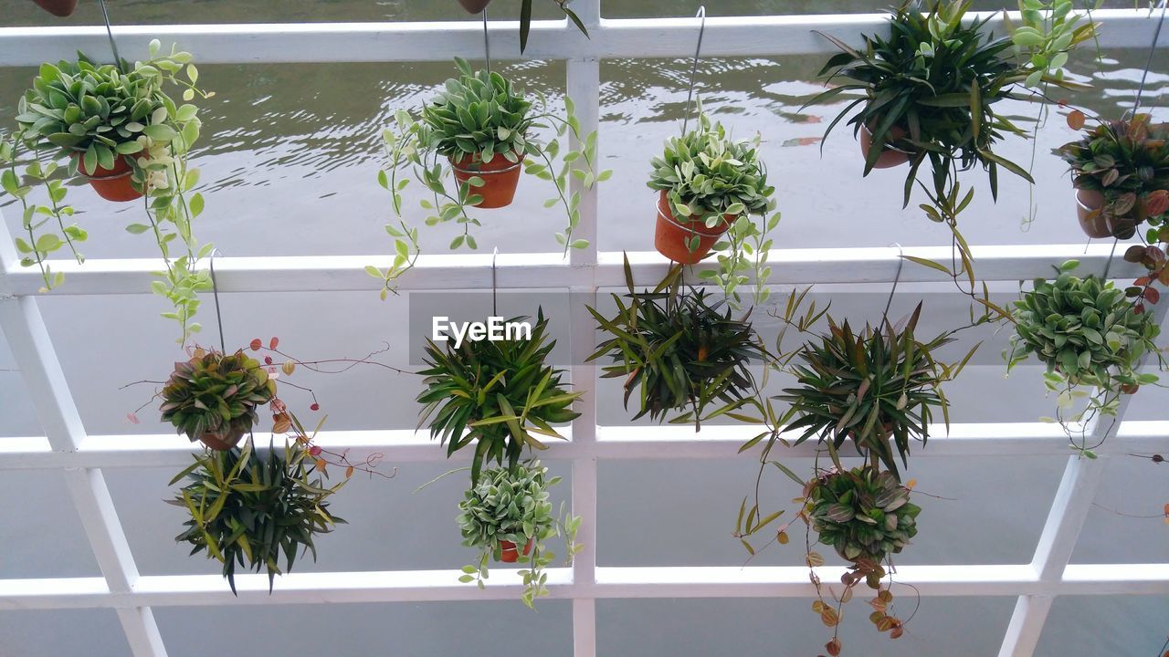 POTTED PLANTS IN GREENHOUSE AGAINST CLOUDY SKY