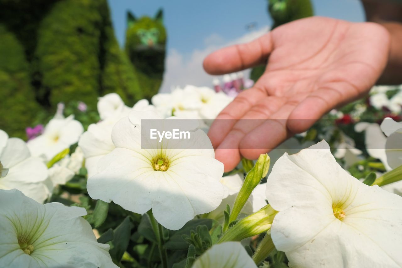 Close-up of hand touching white flowering plant