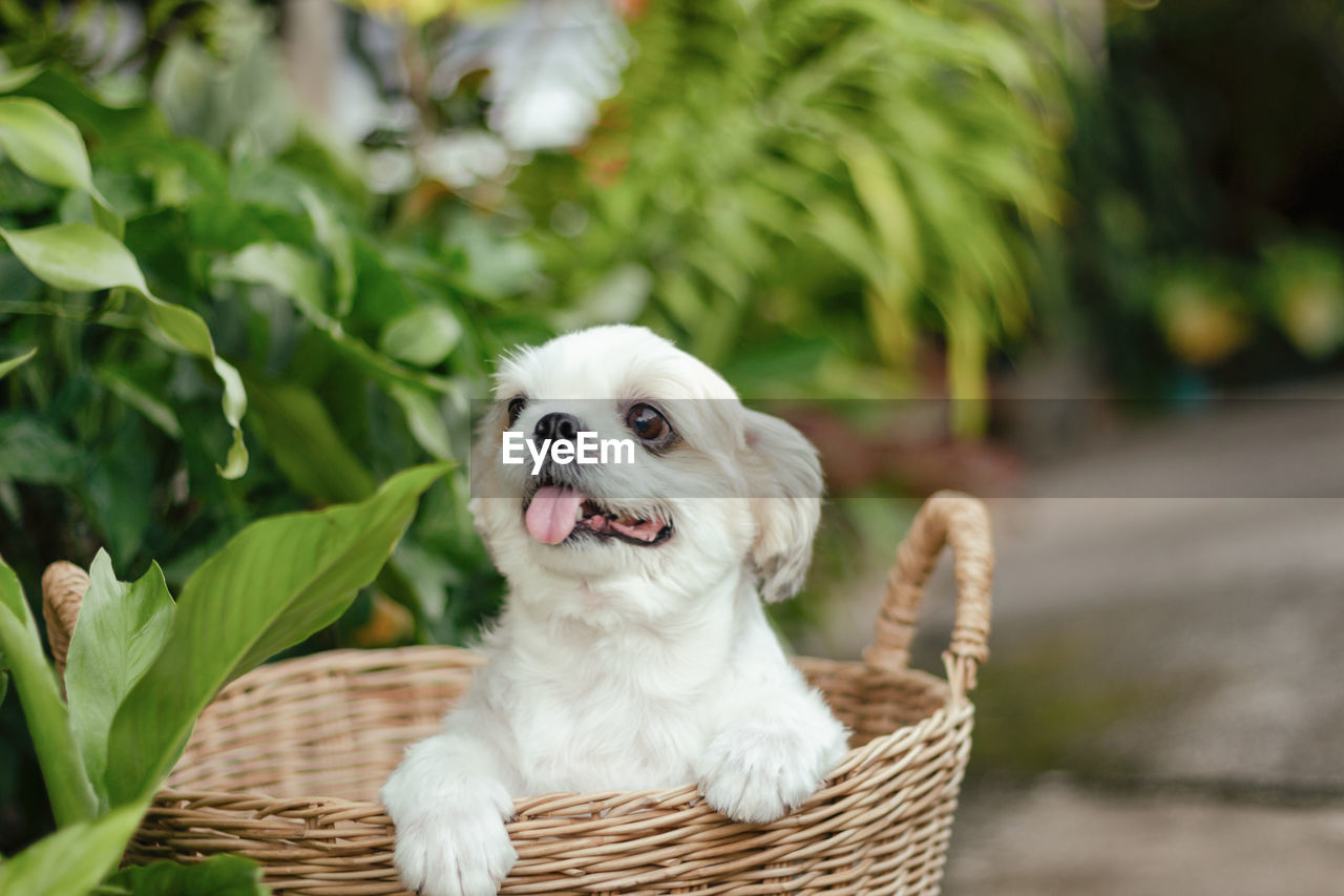 Dog looking away while standing in basket