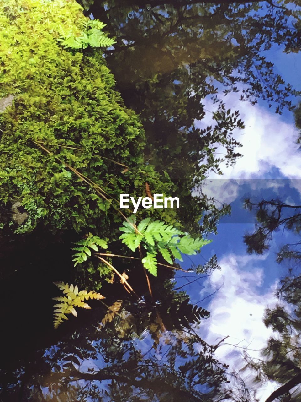 LOW ANGLE VIEW OF FRESH GREEN TREE AGAINST SKY