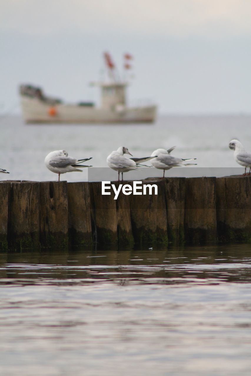 SEAGULLS ON A LAKE