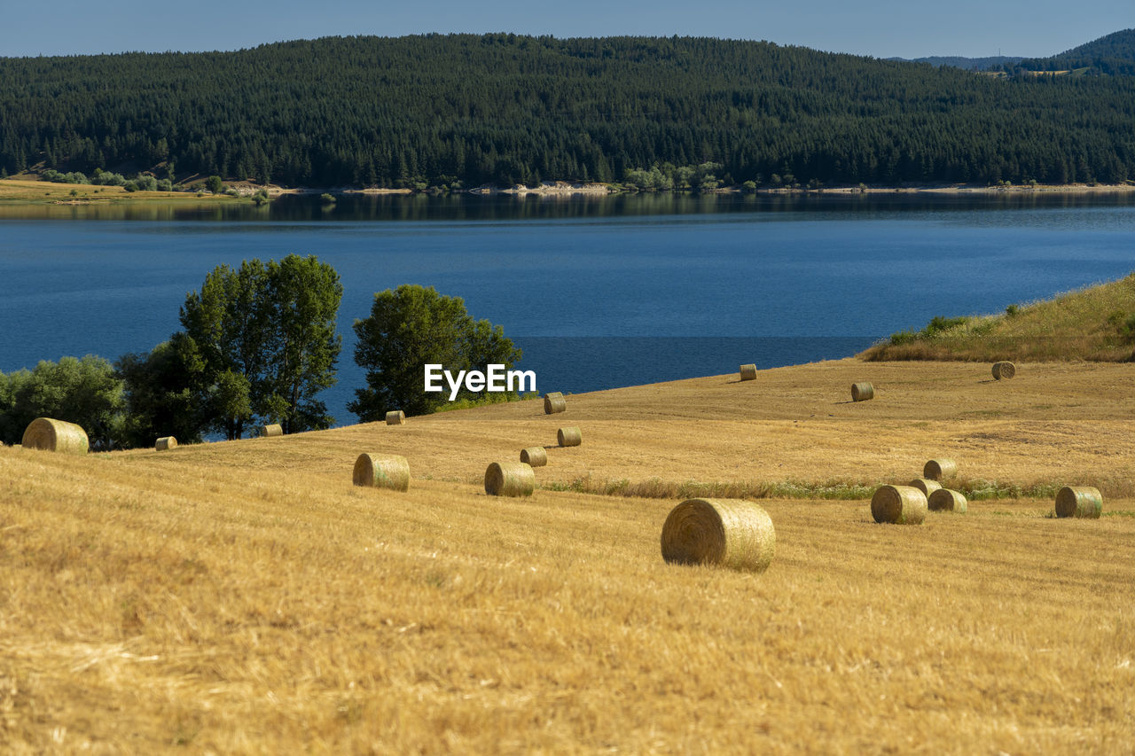 SCENIC VIEW OF HAY BALES ON FIELD