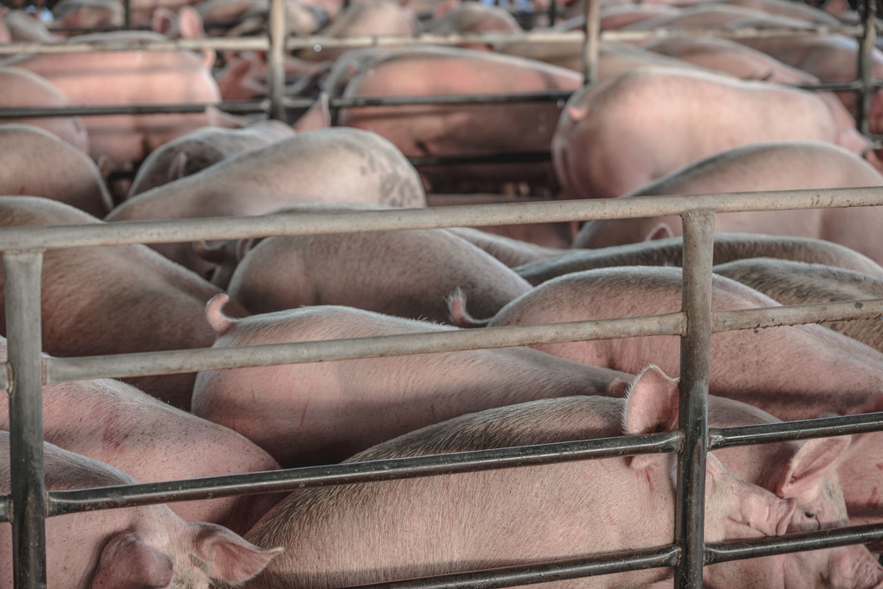 High angle view of pig farm