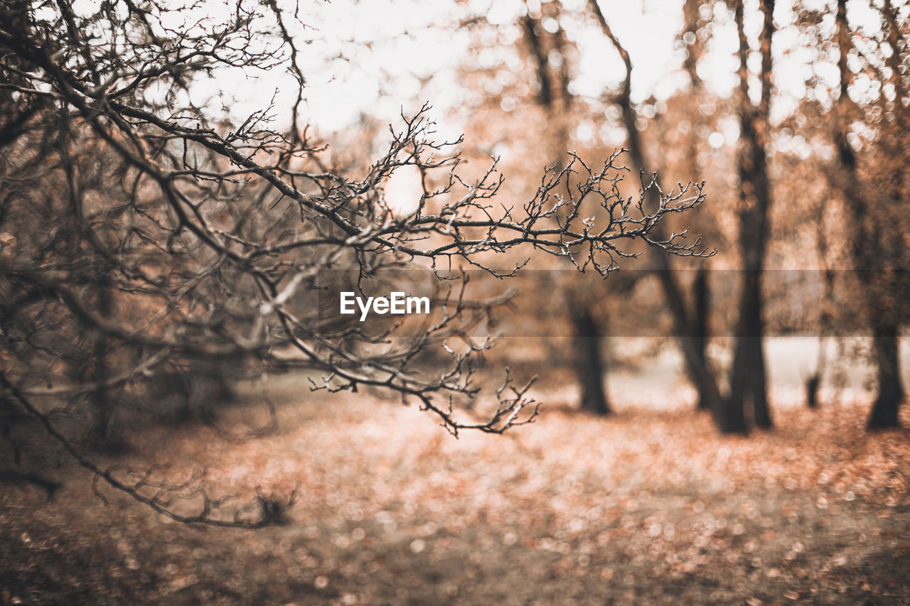 Autumn scene with brown branches on blurred fall leaves background