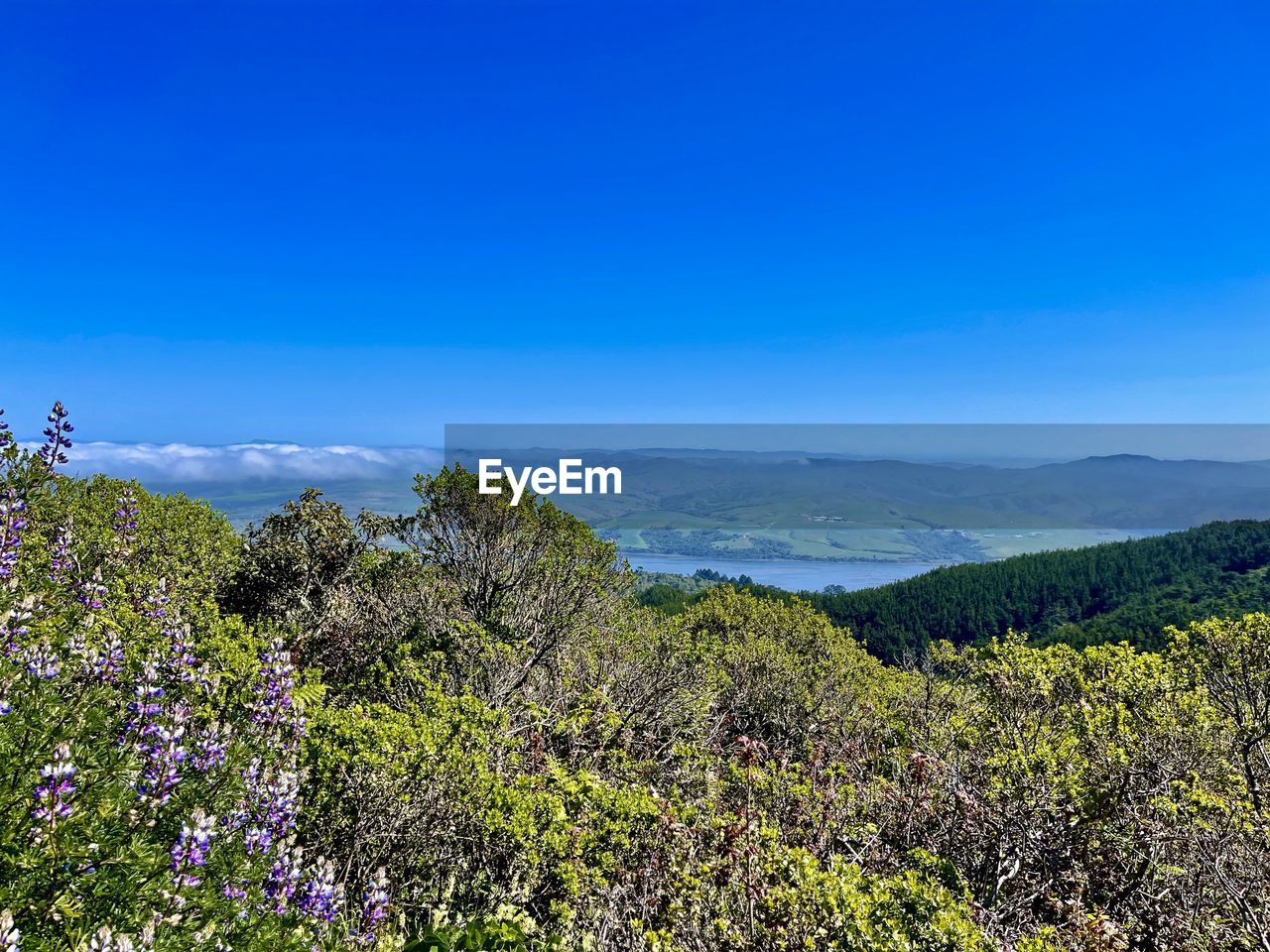 SCENIC VIEW OF FLOWERING PLANTS AGAINST SKY