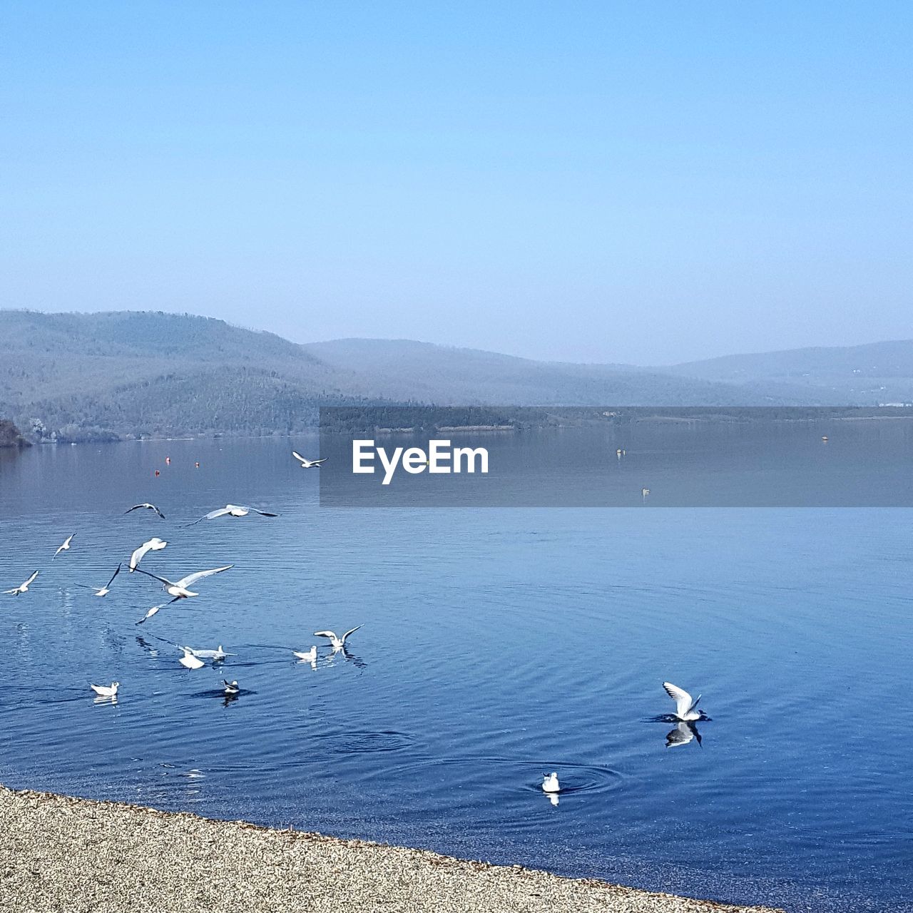 SEAGULLS ON LAKE AGAINST SKY