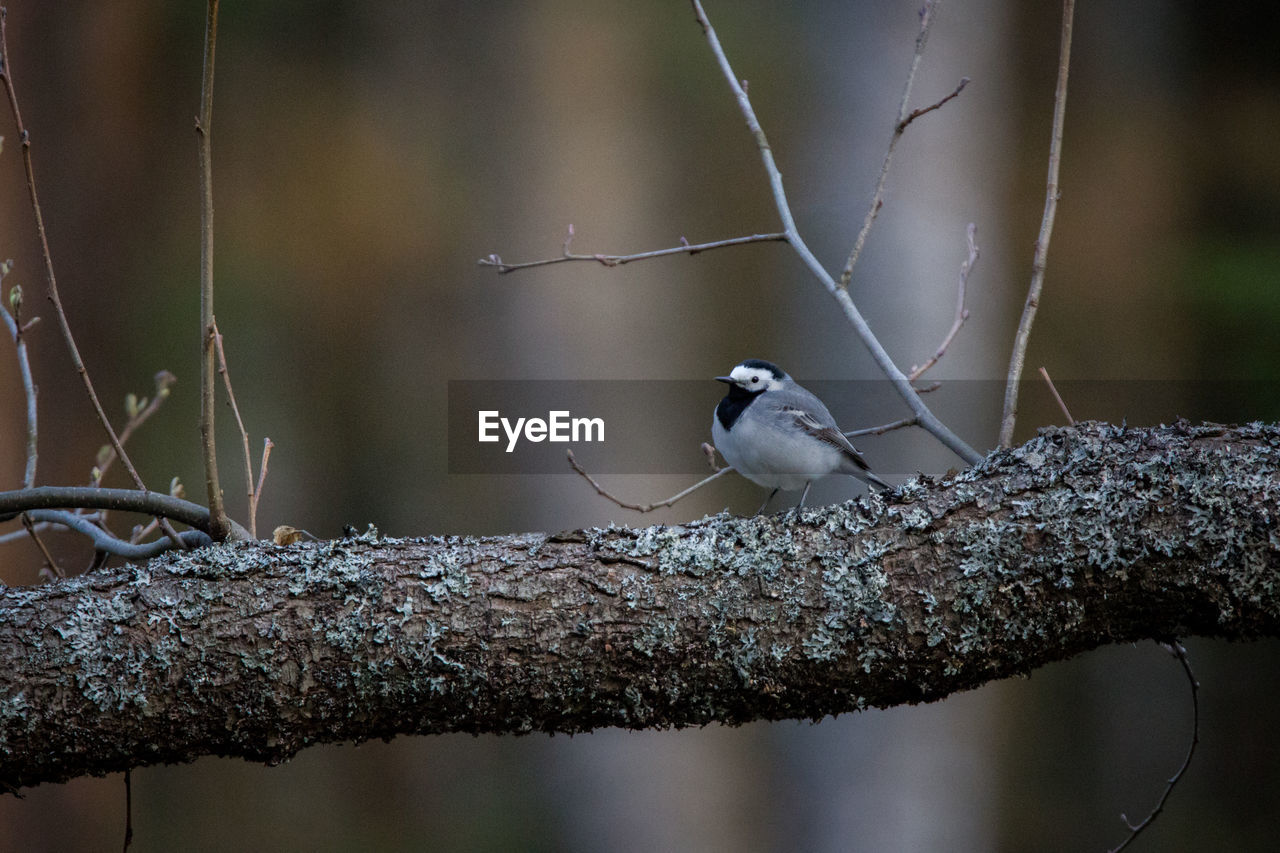 BIRD PERCHING ON A BRANCH