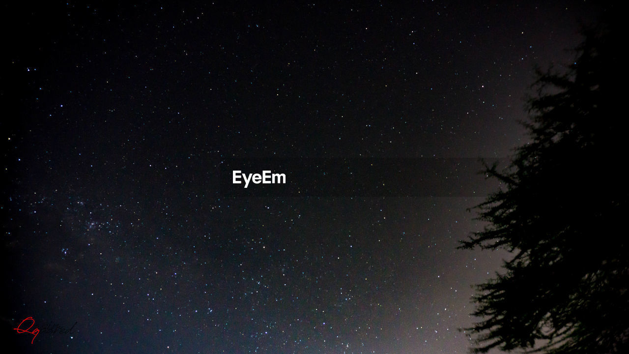 LOW ANGLE VIEW OF SILHOUETTE TREE AGAINST SKY AT NIGHT