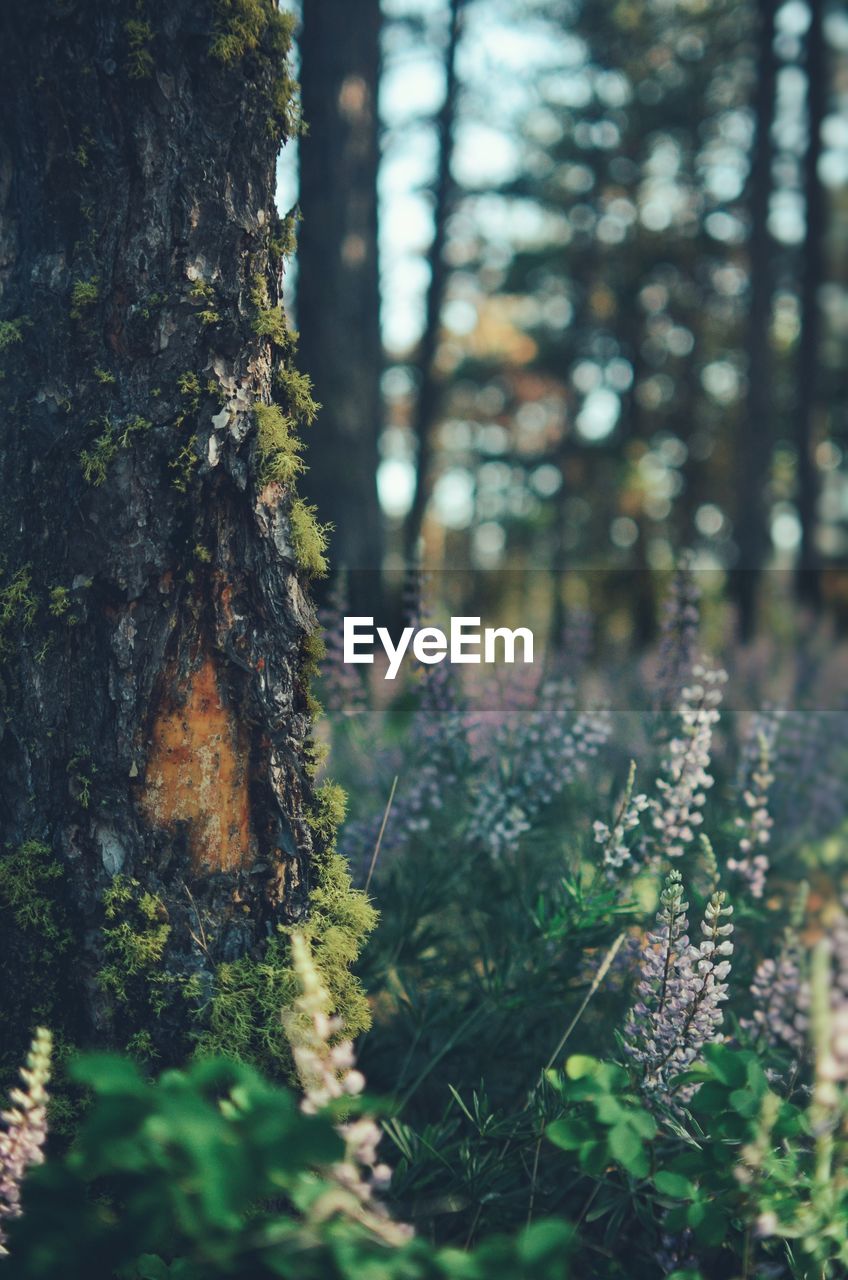 Close-up of lichen on tree in forest