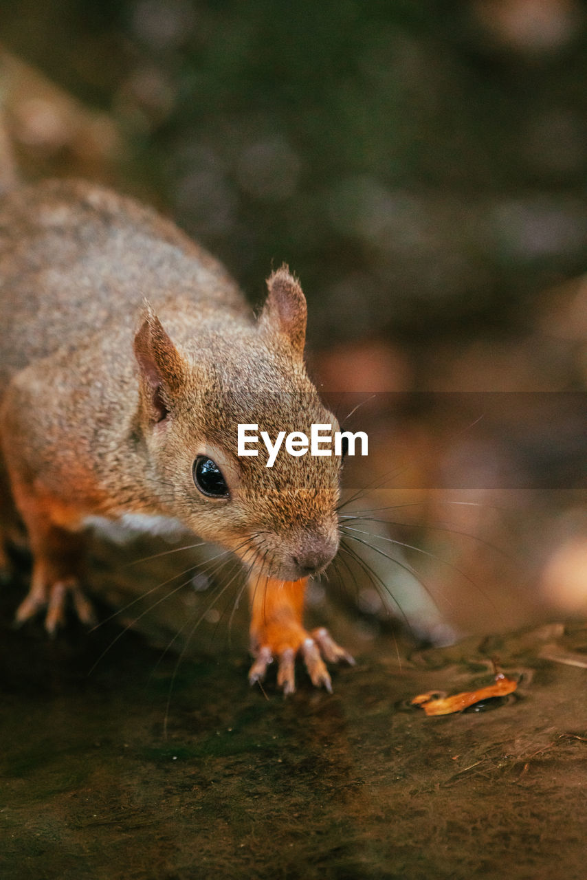 CLOSE-UP OF A SQUIRREL