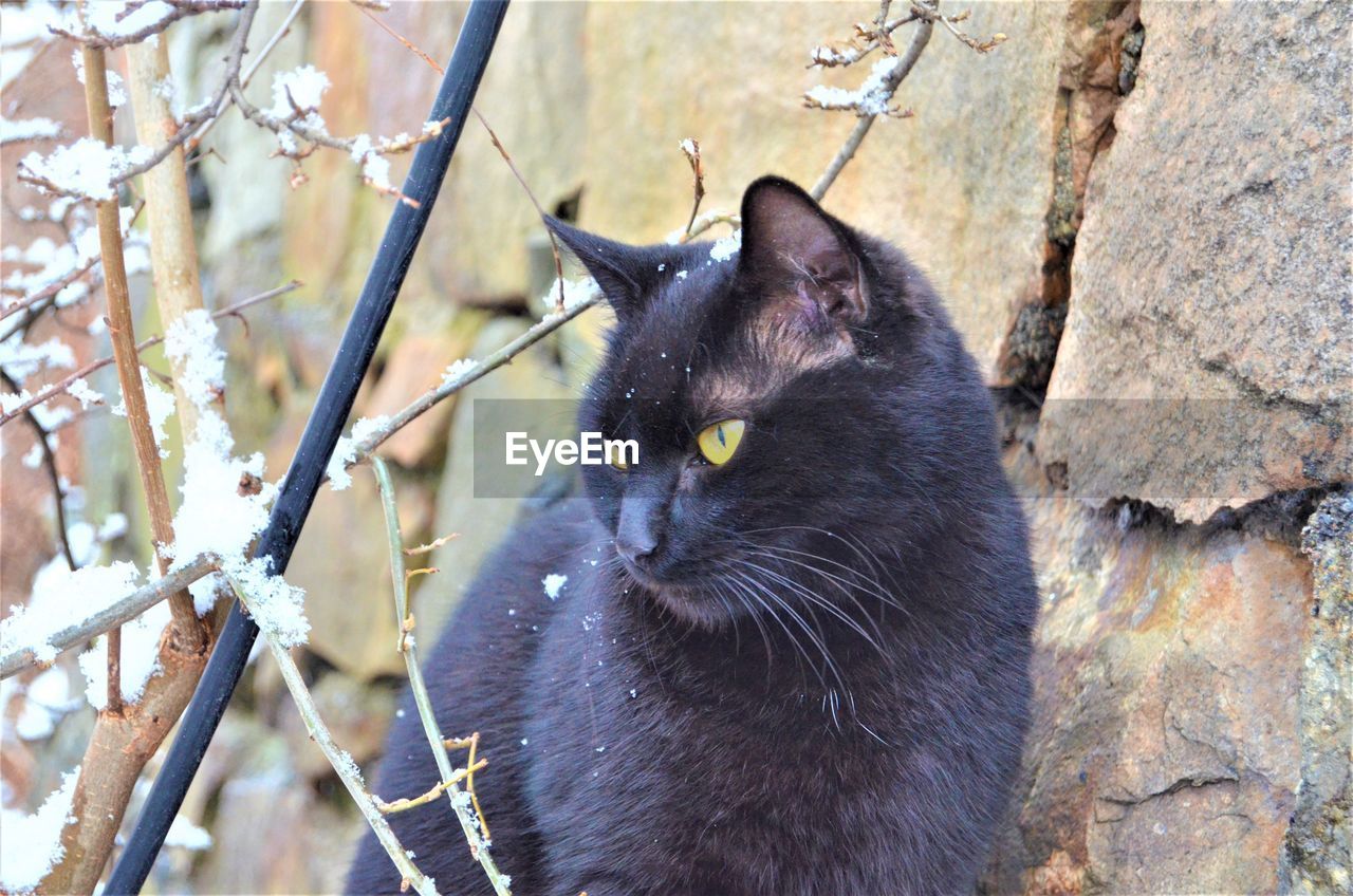 CAT LYING ON BRANCH