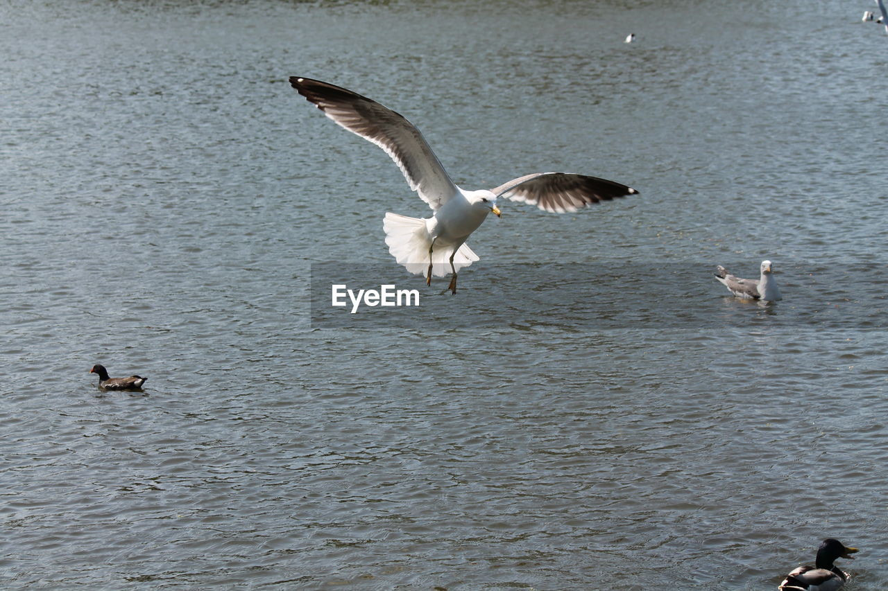 SEAGULLS FLYING OVER SEA