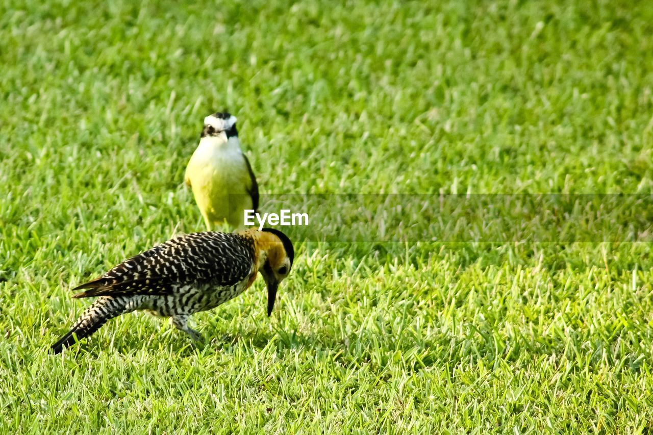 Bird on grassy field