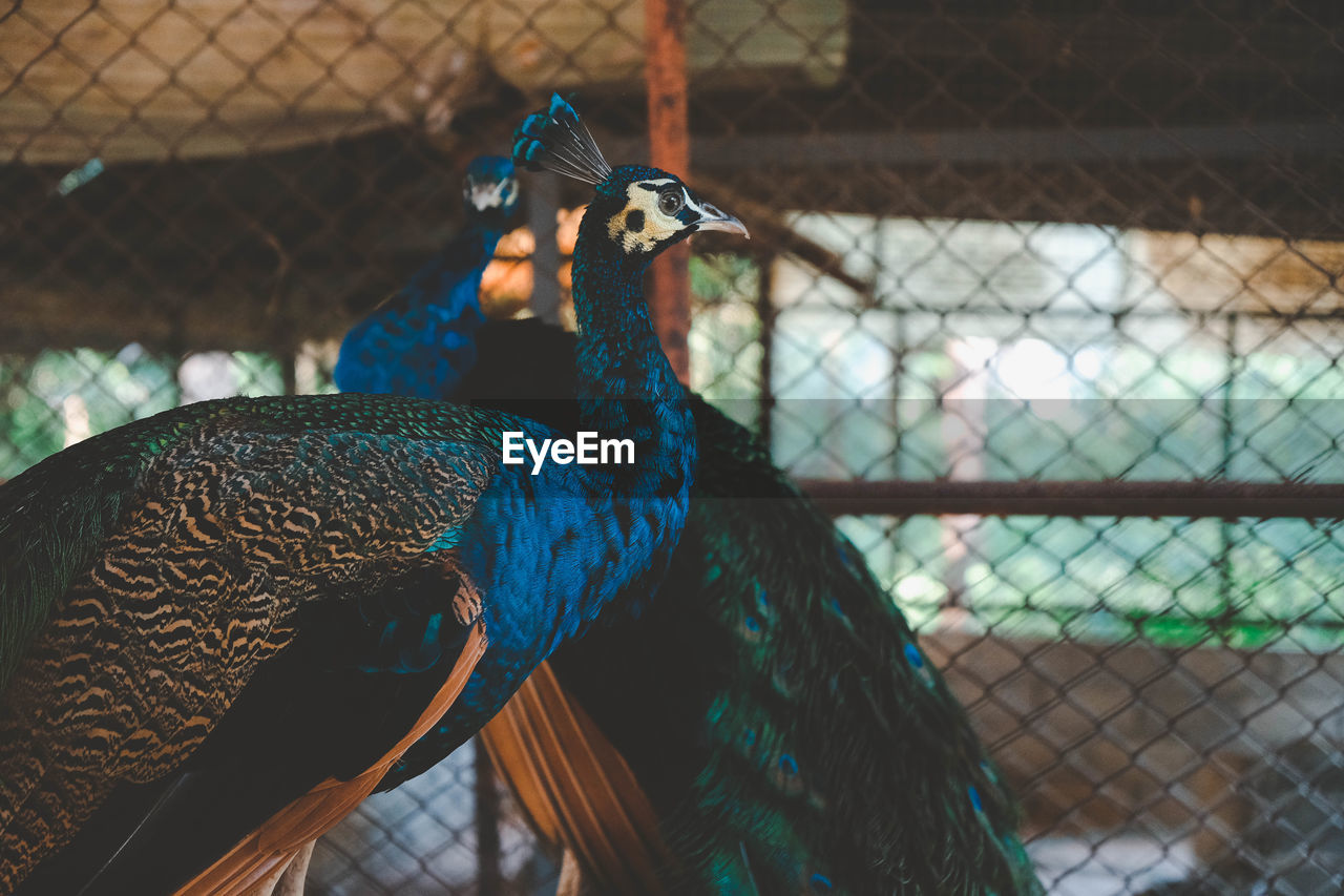 animal themes, animal, bird, fence, animal wildlife, one animal, chainlink fence, peacock, blue, focus on foreground, wildlife, day, cage, animals in captivity, outdoors, nature, no people, close-up