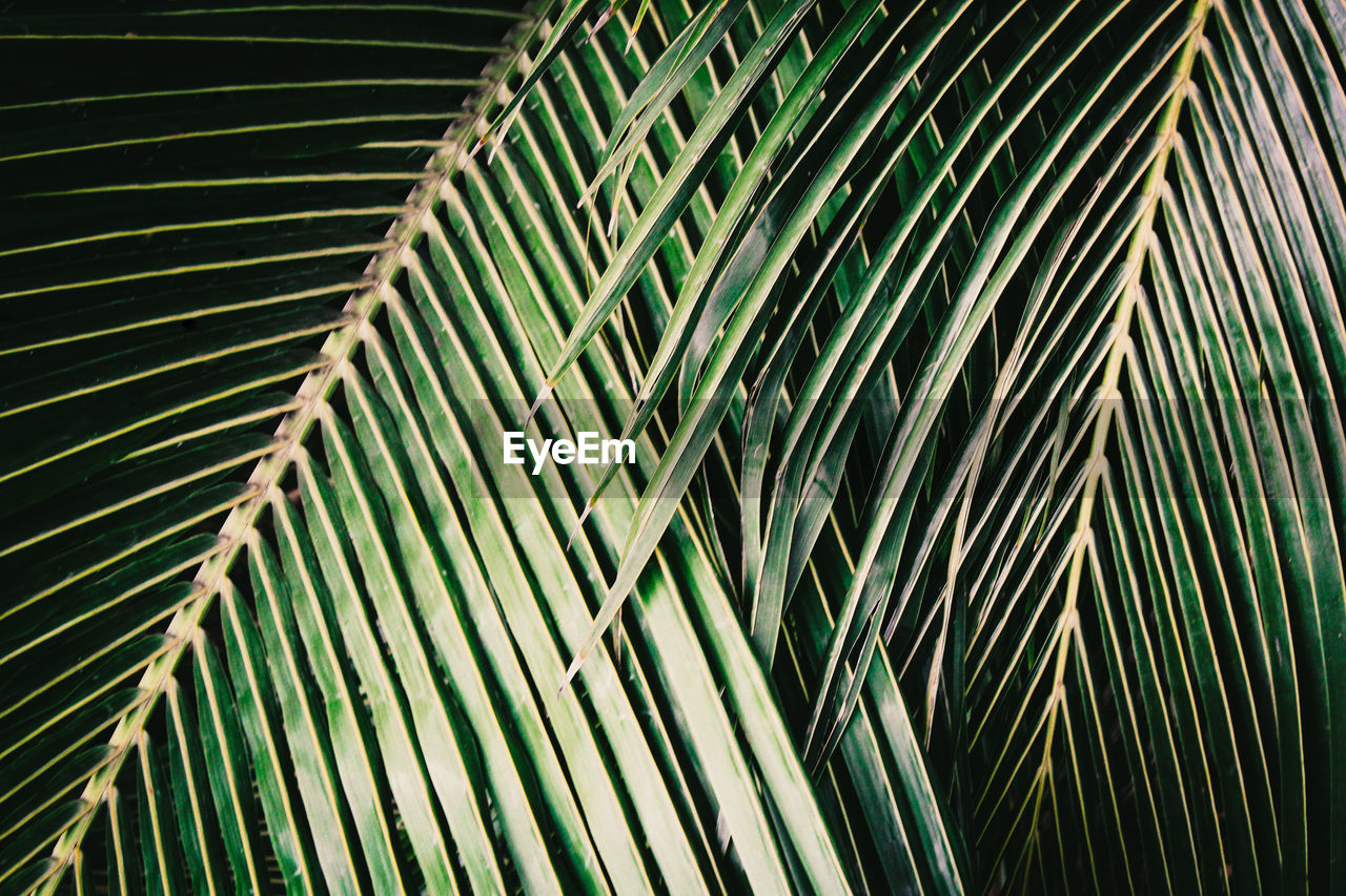 Full frame shot of palm leaves