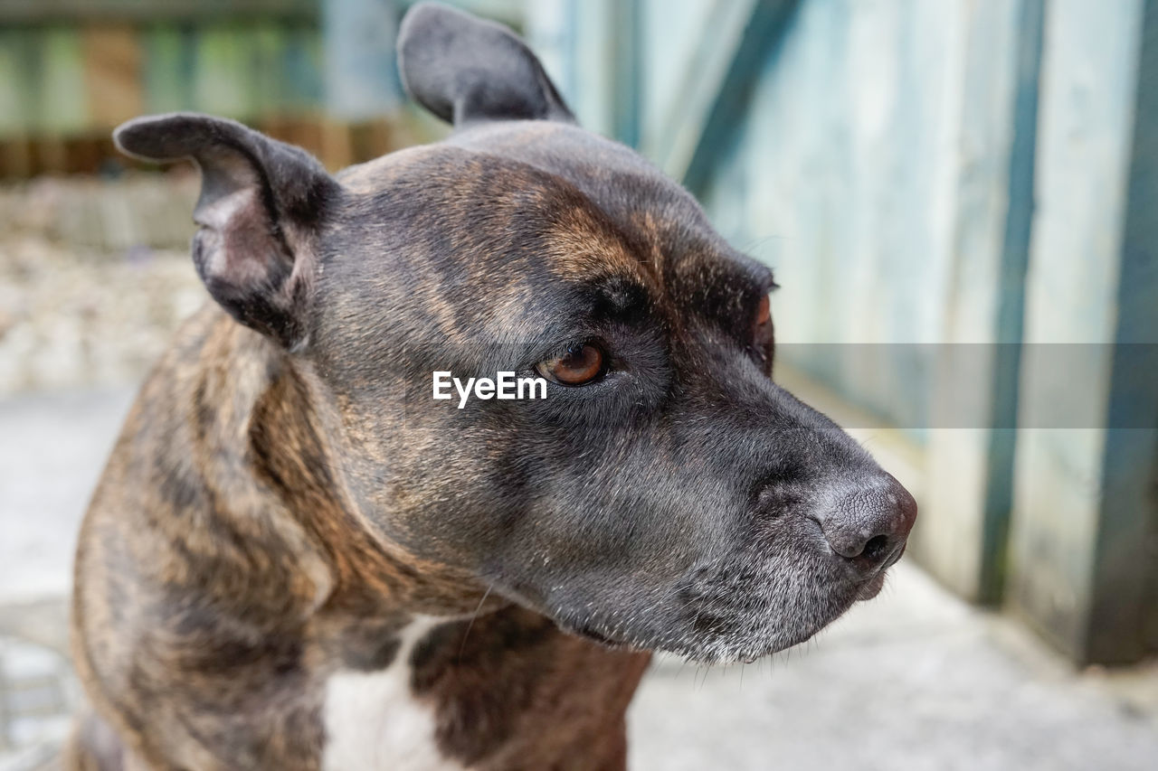 CLOSE UP OF DOG LOOKING AWAY