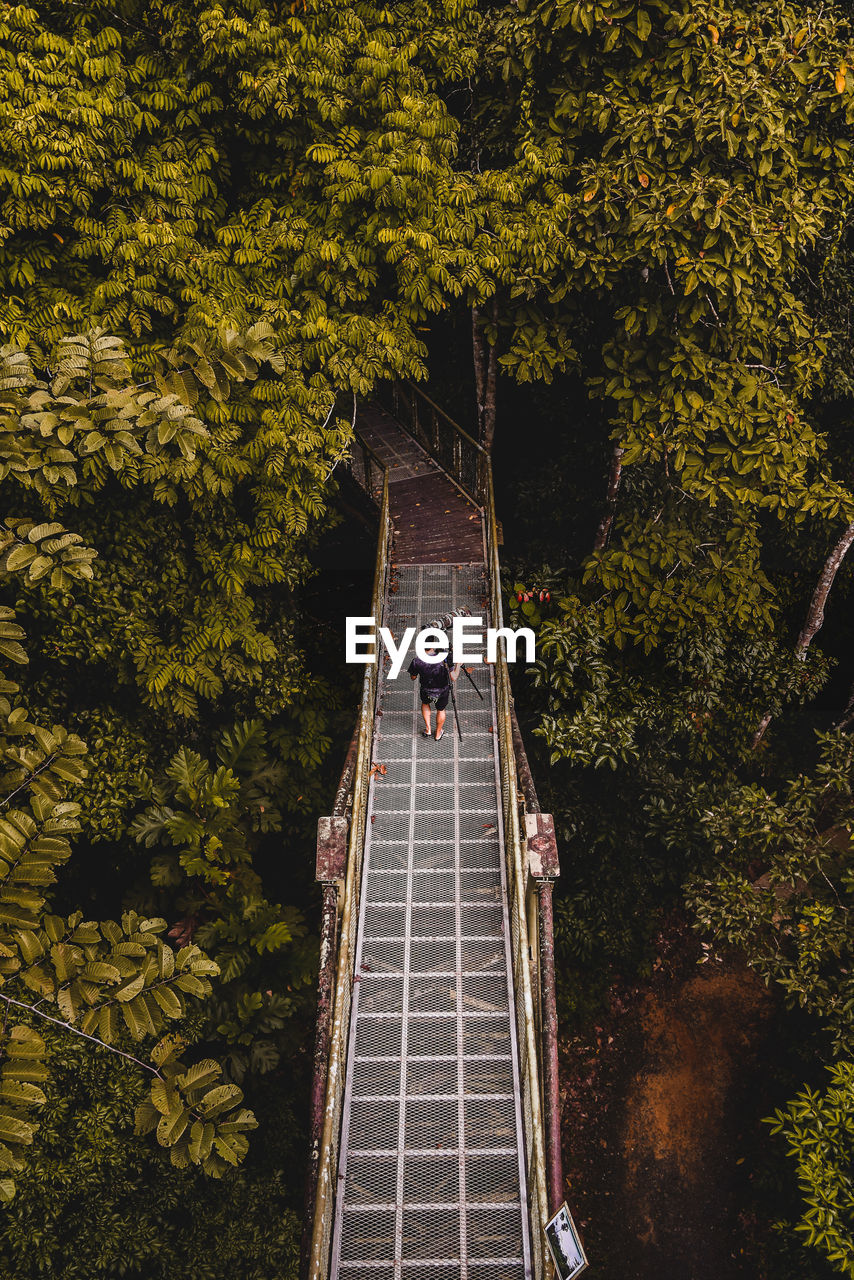 People on bridge amidst trees in forest