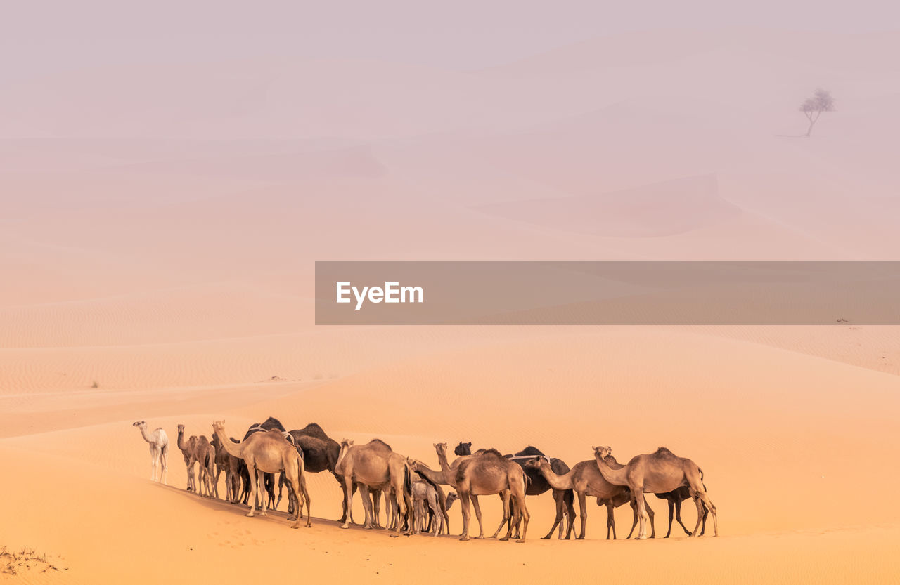 Camels on sand in desert