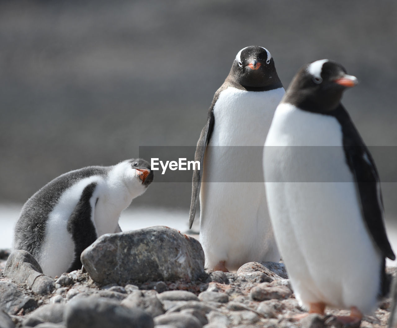 Penguins at falkland islands