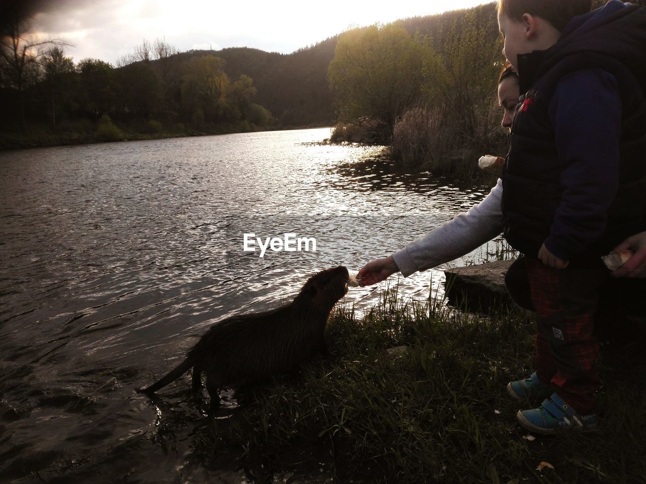 SIDE VIEW OF A DOG IN WATER