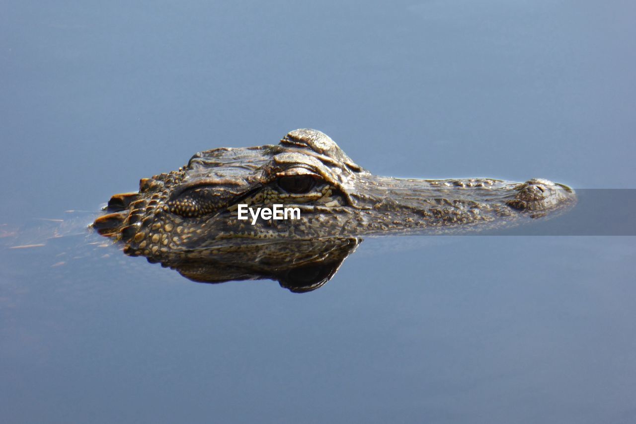 High angle view of crocodile in lake