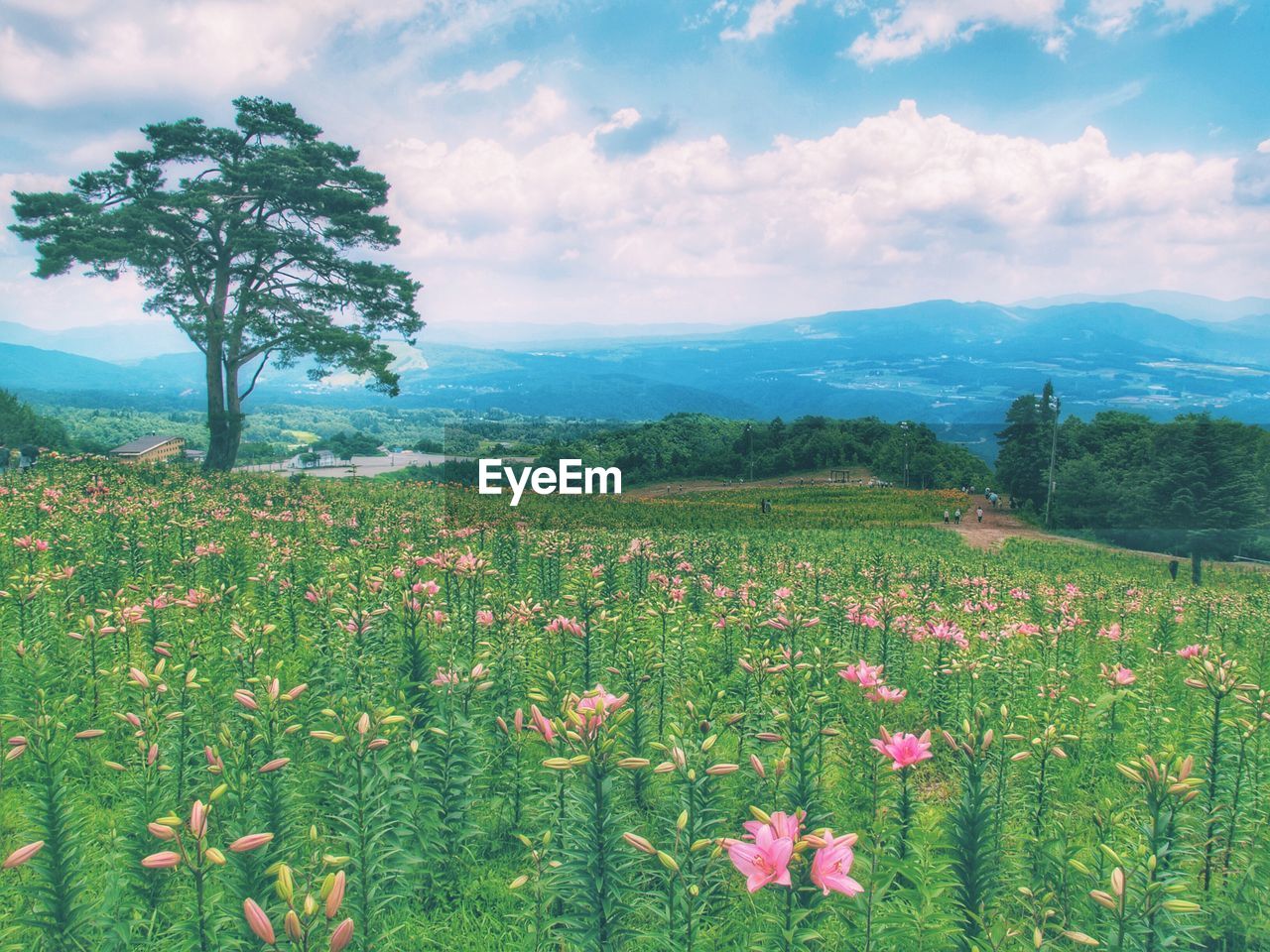 SCENIC VIEW OF FLOWERING PLANTS ON LANDSCAPE AGAINST SKY