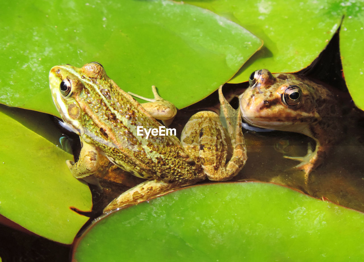 CLOSE-UP OF FROG ON WATER