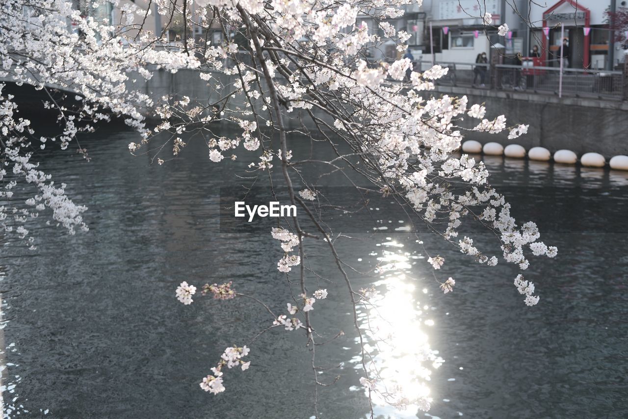 View of cherry blossom by river