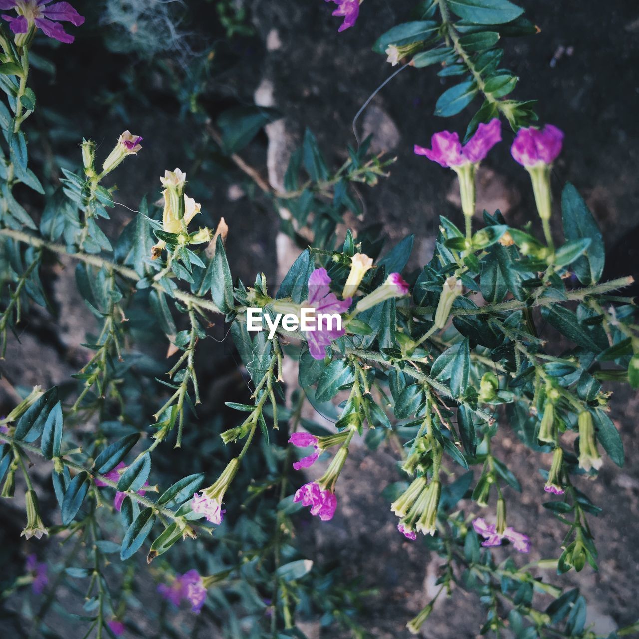 CLOSE-UP OF FRESH PURPLE FLOWERS BLOOMING IN GARDEN