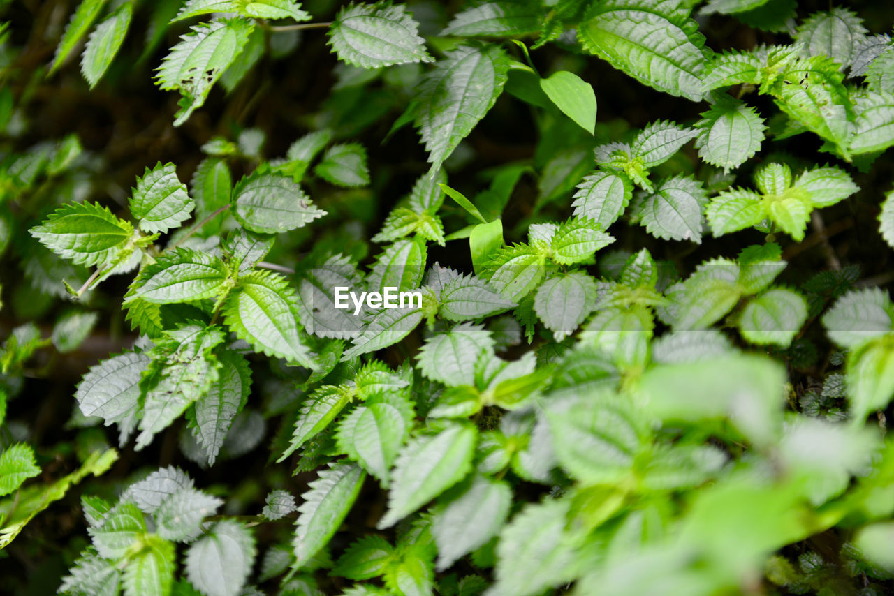 Full frame shot of fresh green leaves