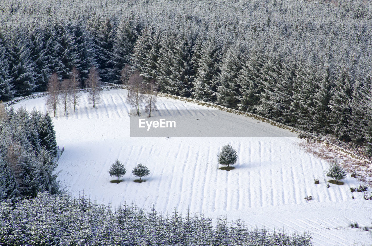 High angle view of for trees on snow covered landscape