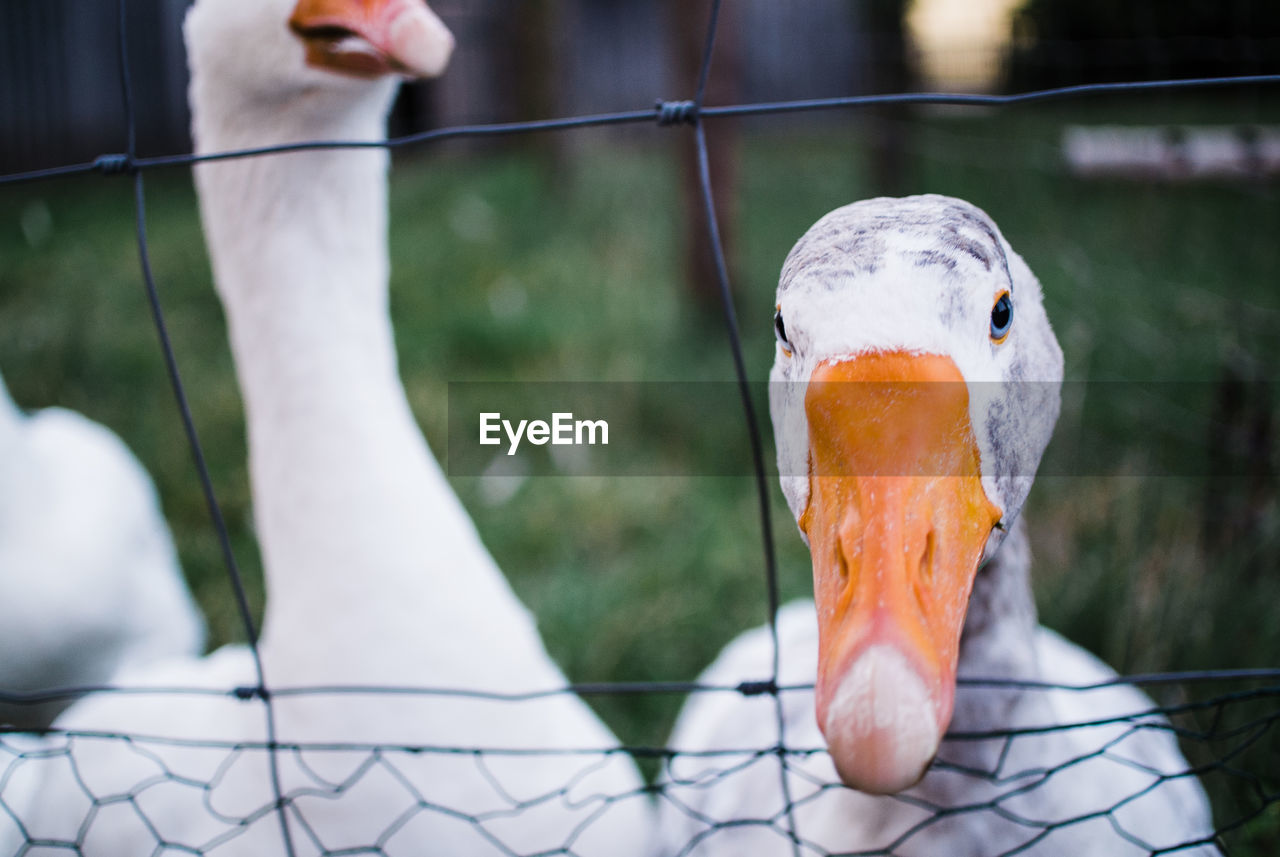 Angry white goose looking