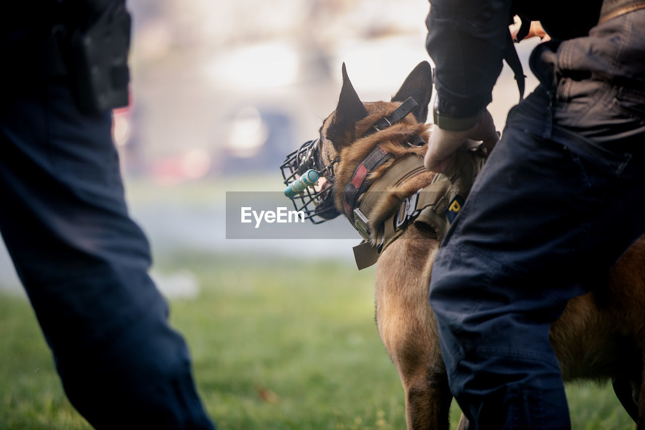 horse, dog, men, adult, grass, domestic animals, sports, mammal, person, clothing, pet, two people, police dog, animal, outdoors, day, competition, animal themes, nature, protection, government, weapon, activity, livestock, running, one animal, focus on foreground