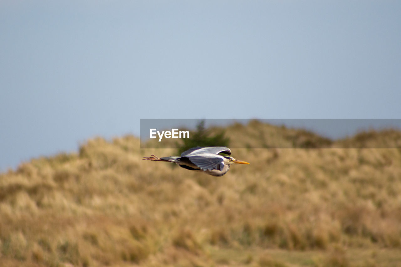 BIRD FLYING OVER FIELD