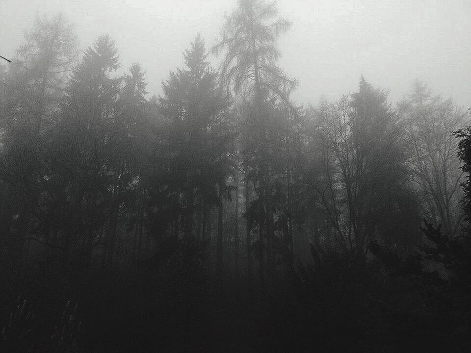 TREES IN FOREST DURING FOGGY WEATHER