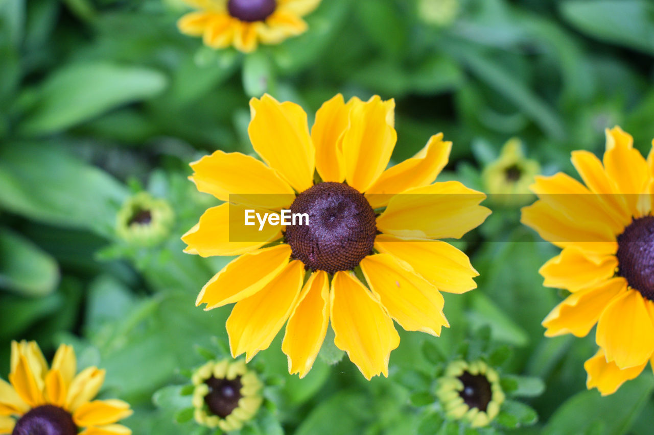 Close-up of yellow flowering plants on field