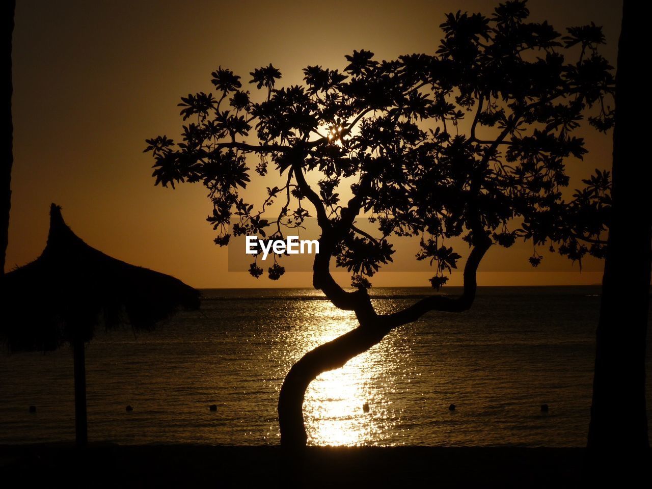 SILHOUETTE TREE ON BEACH AGAINST SKY AT SUNSET